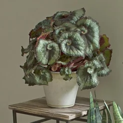 Begonia 'Escargot' In Farnham Pot And Saucer -Tree Bower Sales x600 16372