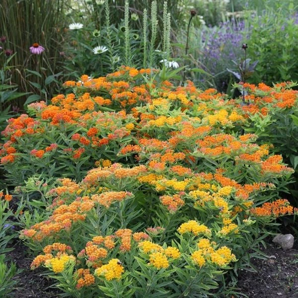 Asclepias Tuberosa Gay Butterflies Mix 2 Asclepias Tuberosa Gay Butterflies Mix - Image 2