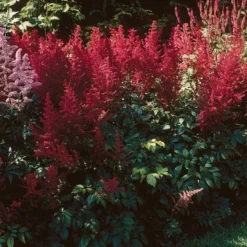 Astilbe X Arendsii 'Fanal' -Tree Bower Sales x600 16439