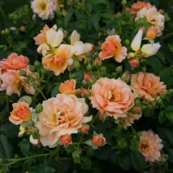 Rose At Last® -Tree Bower Sales x600 16510