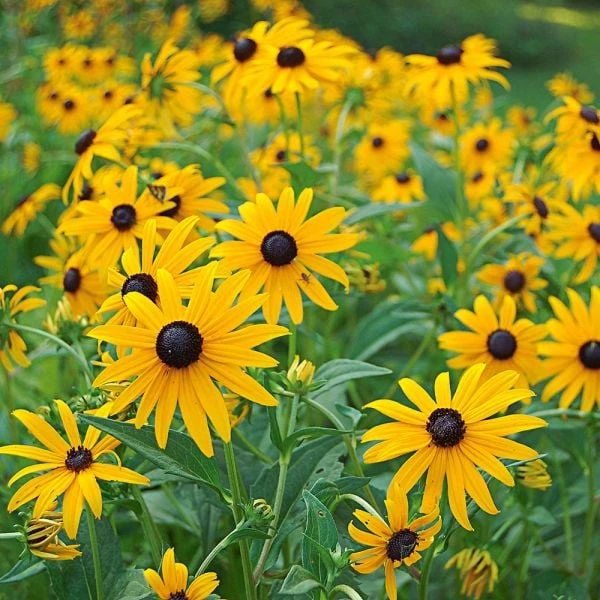 Rudbeckia Fulgida Sullivantii 'Goldsturm' 1 Rudbeckia Fulgida Sullivantii 'Goldsturm'