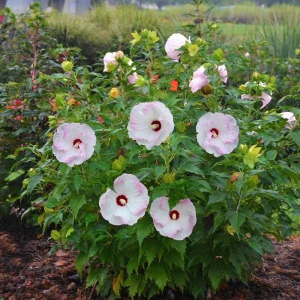 Hibiscus Summerific® 'Ballet Slippers' 1 Hibiscus Summerific® 'Ballet Slippers'