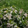 Aronia Melanocarpa Low Scape® Mound