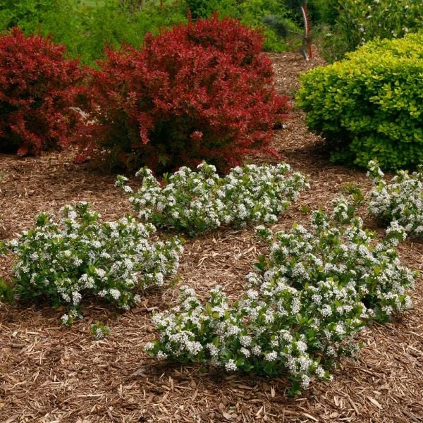 Aronia Melanocarpa Low Scape® Mound 2 Aronia Melanocarpa Low Scape® Mound - Image 2