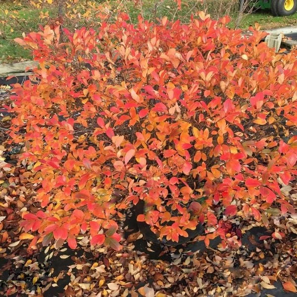 Aronia Melanocarpa Low Scape® Mound 4 Aronia Melanocarpa Low Scape® Mound - Image 4