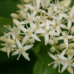 Cornus Sanguinea Arctic Sun® -Tree Bower Sales x600 16908