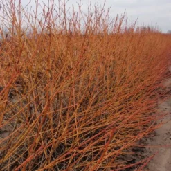Cornus Sanguinea Arctic Sun® -Tree Bower Sales x600 16909