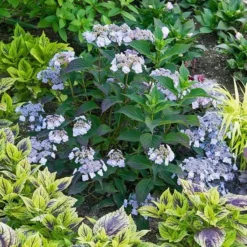 Hydrangea Serrata Tiny Tuff Stuff™ - 1 Gallon Pot 8 Hydrangea Serrata Tiny Tuff Stuff™ - 1 Gallon Pot -Tree Bower Sales x600 16923
