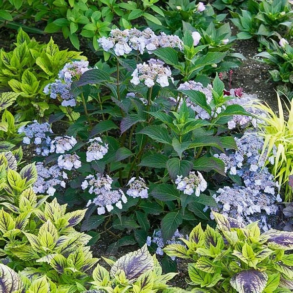 Hydrangea Serrata Tiny Tuff Stuff™ - 1 Gallon Pot 4 Hydrangea Serrata Tiny Tuff Stuff™ - 1 Gallon Pot - Image 4