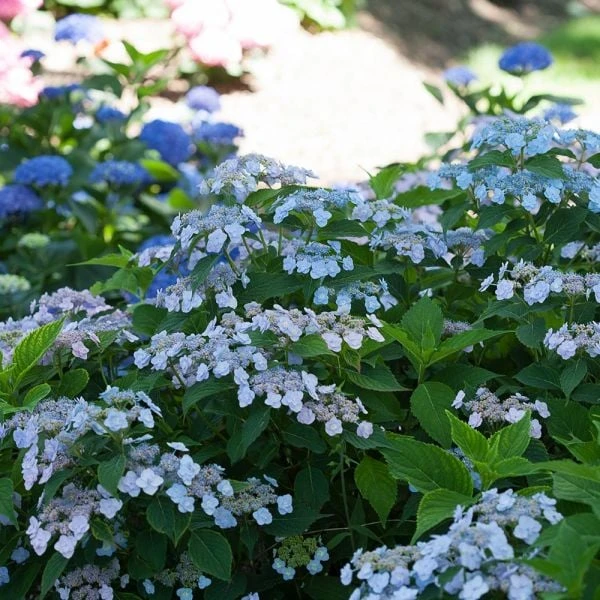 Hydrangea Serrata Tiny Tuff Stuff™ - 1 Gallon Pot 2 Hydrangea Serrata Tiny Tuff Stuff™ - 1 Gallon Pot - Image 2