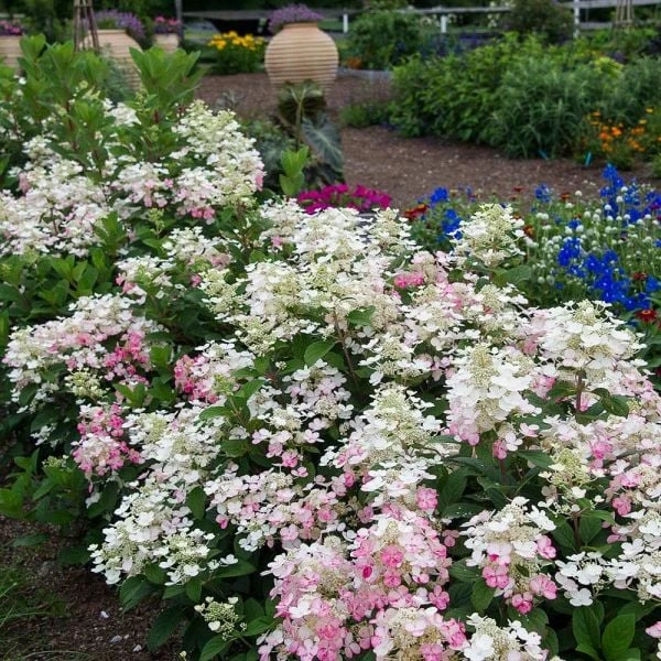 Hydrangea Paniculata Little Quick Fire® 1 Hydrangea Paniculata Little Quick Fire®
