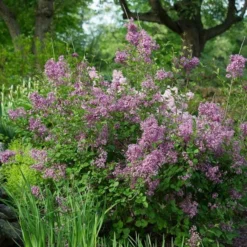 Syringa Bloomerang® Dark Purple -Tree Bower Sales x600 16944