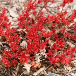 Spiraea Japonica Double Play® Candy Corn® -Tree Bower Sales x600 16954
