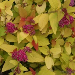 Spiraea Japonica Double Play® Candy Corn® -Tree Bower Sales x600 16957