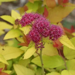 Spiraea Japonica Double Play® Candy Corn® -Tree Bower Sales x600 16958