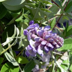 Wisteria Frutescens 'Amethyst Falls' -Tree Bower Sales x600 16971