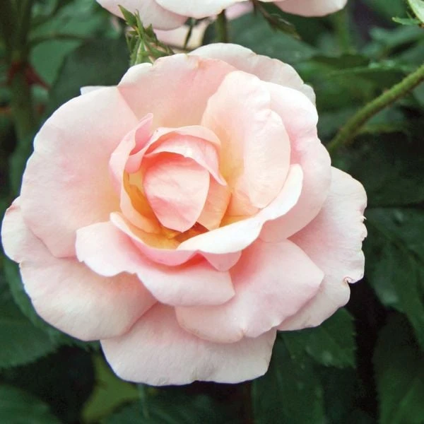 Rose Peachy Knock Out® 4 Rose Peachy Knock Out® - Image 4