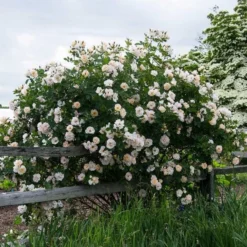 Rose Above And Beyond™ 8 Rose Above And Beyond™ -Tree Bower Sales x600 17225