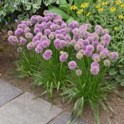 Allium 'Millenium' 8 Allium 'Millenium' -Tree Bower Sales x600 17251