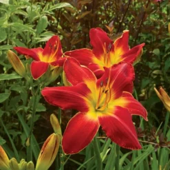 Hemerocallis (Daylily) 'All American Chief' 6 Hemerocallis (Daylily) 'All American Chief' -Tree Bower Sales x600 17452