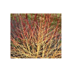 Cornus Sanguinea Arctic Sun® -Tree Bower Sales x600 1776
