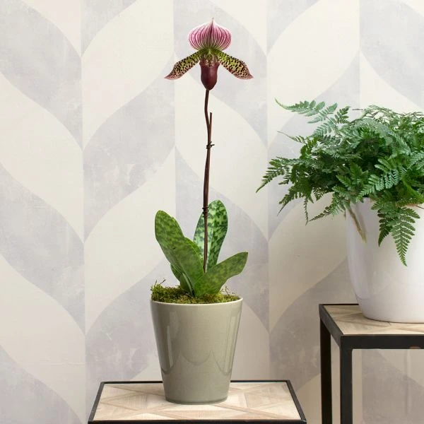 Burgundy Lady's Slipper Orchid In 4½" Ceramic Cachepot 2 Burgundy Lady's Slipper Orchid In 4½" Ceramic Cachepot - Image 2