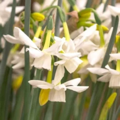 Narcissus 'Starlight Sensation' -Tree Bower Sales x600 18013