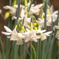 Narcissus 'Starlight Sensation' -Tree Bower Sales x600 18014