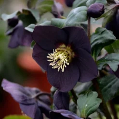 Helleborus Honeymoon® 'New York Night' -Tree Bower Sales x600 18058