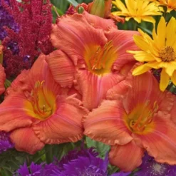 Hemerocallis (Daylily) 'South Seas' - Reblooming -Tree Bower Sales x600 18065