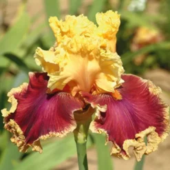 Pride Of The Border Bicolor Iris Collection - 4 Plants -Tree Bower Sales x600 18071