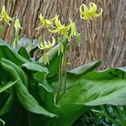 Erythronium 'Pagoda' 6 Erythronium 'Pagoda' -Tree Bower Sales x600 18305