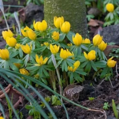 Eranthis Hyemalis -Tree Bower Sales x600 18307