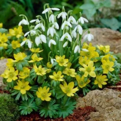 Eranthis Hyemalis -Tree Bower Sales x600 18308