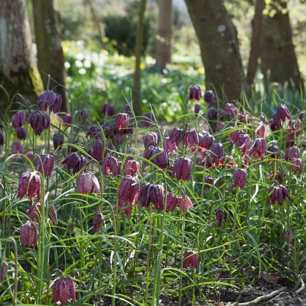 Fritillaria Meleagris 3 Fritillaria Meleagris - Image 3