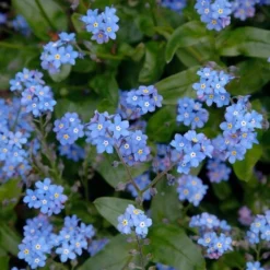 Myosotis Sylvatica -Tree Bower Sales x600 18316