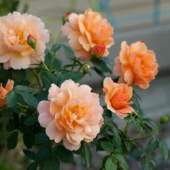 Rose At Last® -Tree Bower Sales x600 18575