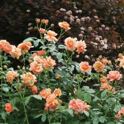 Rose At Last® -Tree Bower Sales x600 18576