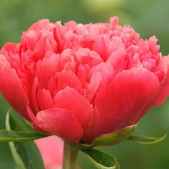 Peony 'Lorelei' -Tree Bower Sales x600 18586