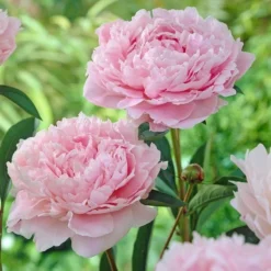 Peony 'Sarah Bernhardt' 5 Peony 'Sarah Bernhardt' -Tree Bower Sales x600 18587