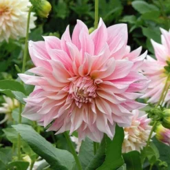 Dahlia 'Café Au Lait' -Tree Bower Sales x600 18690