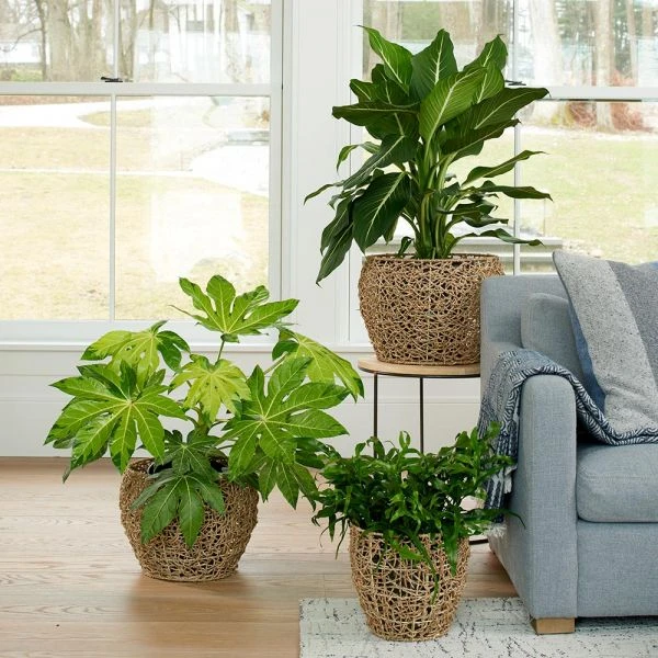 Twine & Vine Basket, Medium 2 Twine & Vine Basket, Medium - Image 2