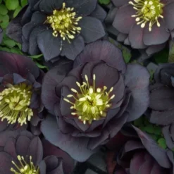 Helleborus Wedding Party® Mix -Tree Bower Sales x600 18787