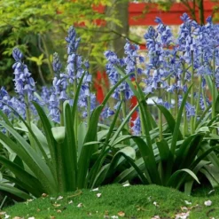 Hyacinthoides Hispanica 'Excelsior' -Tree Bower Sales x600 19599