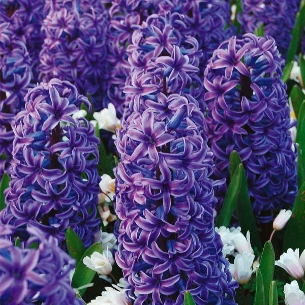 Vivid Hyacinth Mix 2 Vivid Hyacinth Mix - Image 2