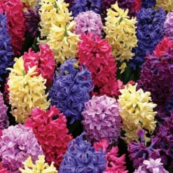 Vivid Hyacinth Mix 13 Vivid Hyacinth Mix -Tree Bower Sales x600 19601