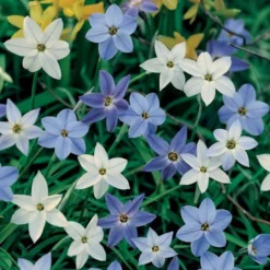 Constellation Of Blue Stars Ipheion Mix 7 Constellation Of Blue Stars Ipheion Mix -Tree Bower Sales x600 19602