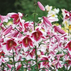 Lilium 'Silk Road' -Tree Bower Sales x600 19605