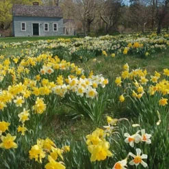 Professional's Naturalizing Daffodil Mix -Tree Bower Sales x600 19615