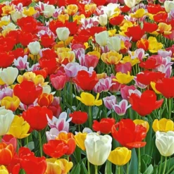 Next Generation Perennial Tulip Mix -Tree Bower Sales x600 19624